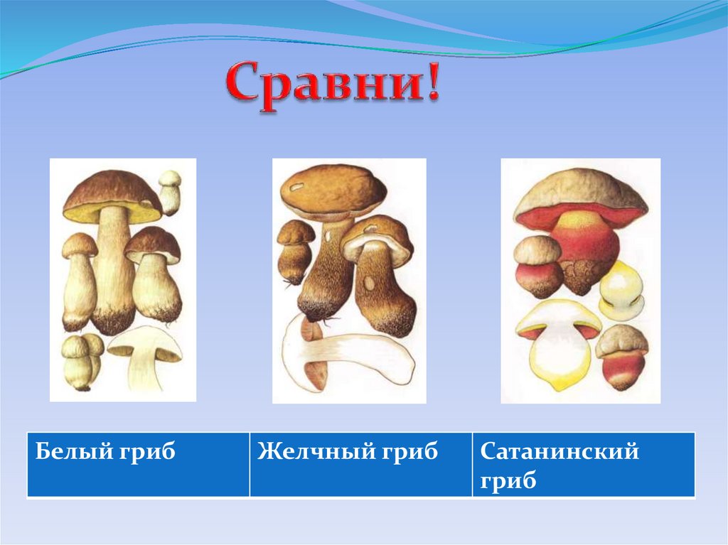 Белый гриб и желчный гриб