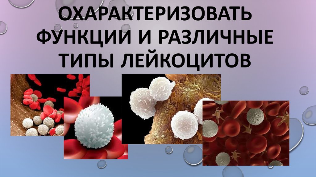 Разновидности лейкоцитов. Функции различных видов лейкоцитов. Лейкоциты картинки для детей. Лейкоциты картинки для презентации.