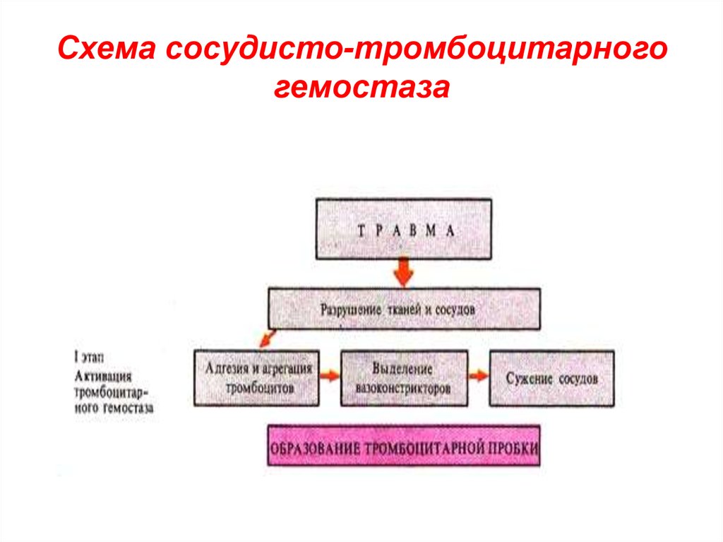 Первичный гемостаз схема