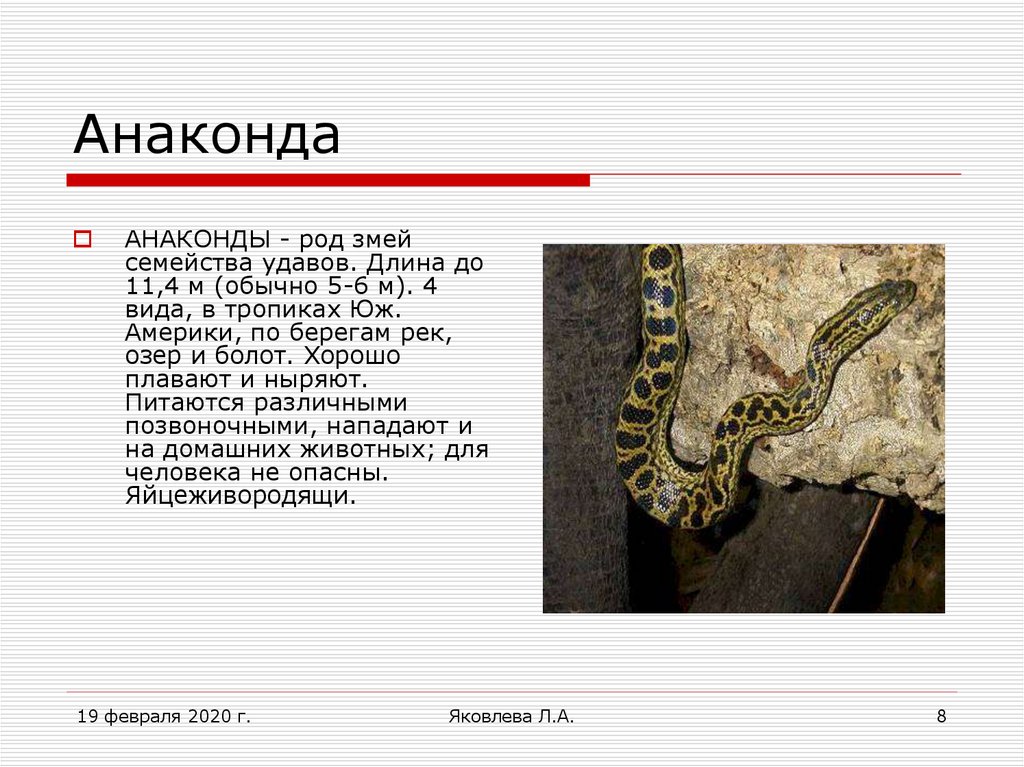 Змеи какой отряд. Информация о змеях. Презентация о змеях. Рассказ о змеях. Змеи доклад.