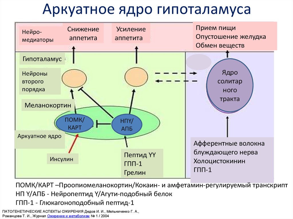 Схема регуляции пищевого поведения