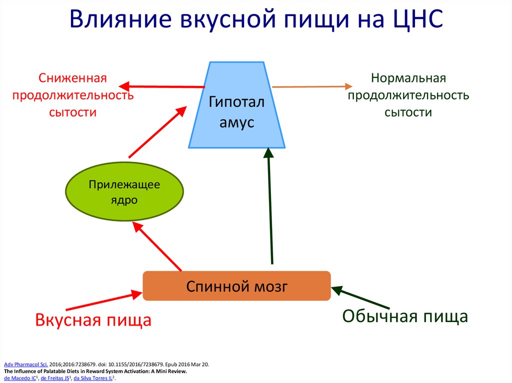 Схема регуляции пищевого поведения