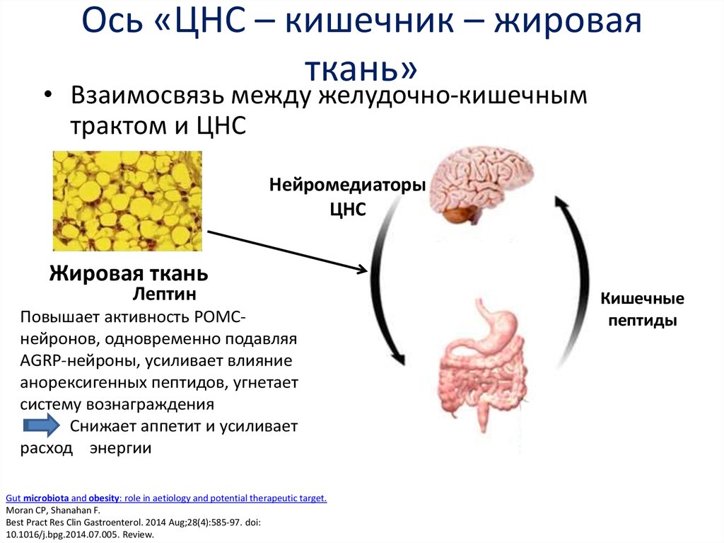 Взаимосвязь тканей