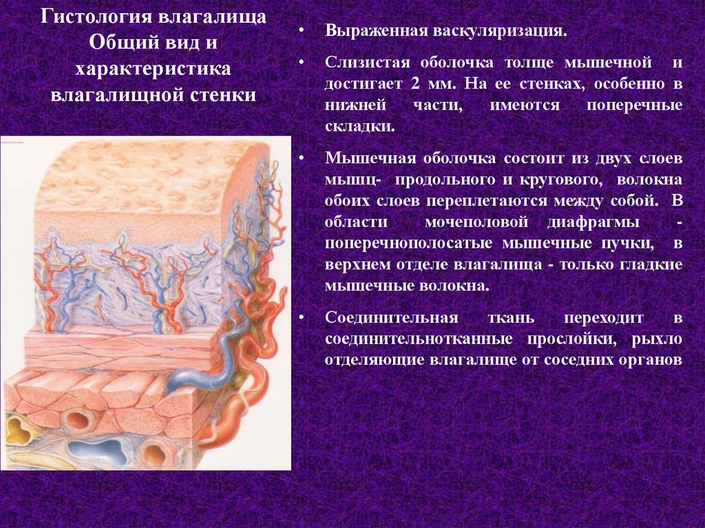 Histology of uterus, cervix and vagina