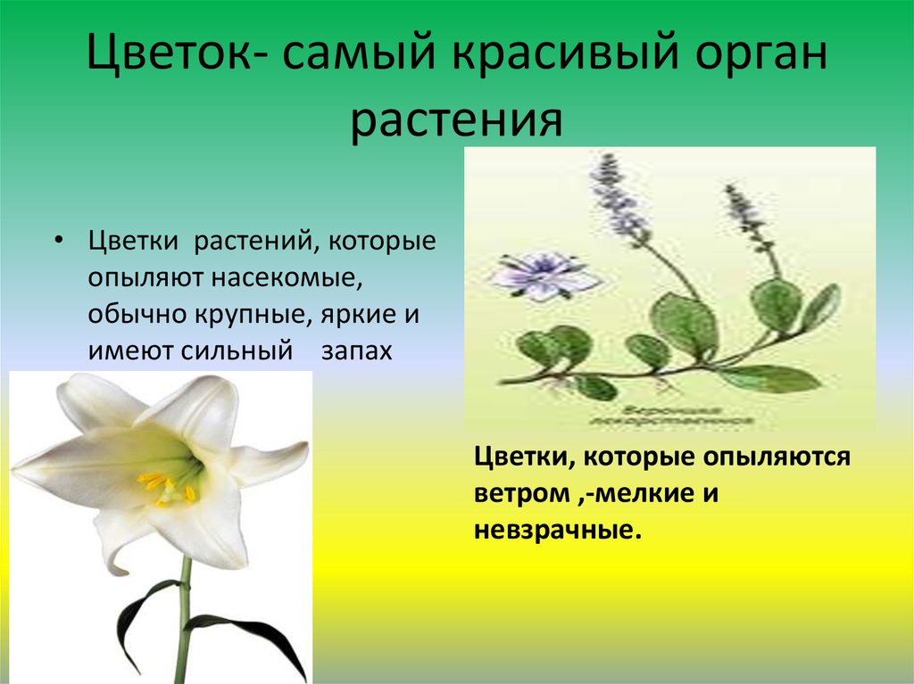 Органы растения 3 класс. Цветок орган растения. Цветок красивый орган растения. Презентация цветы по окружающему миру 3 класс. Цветок самый красивый орган растения 3 класс.