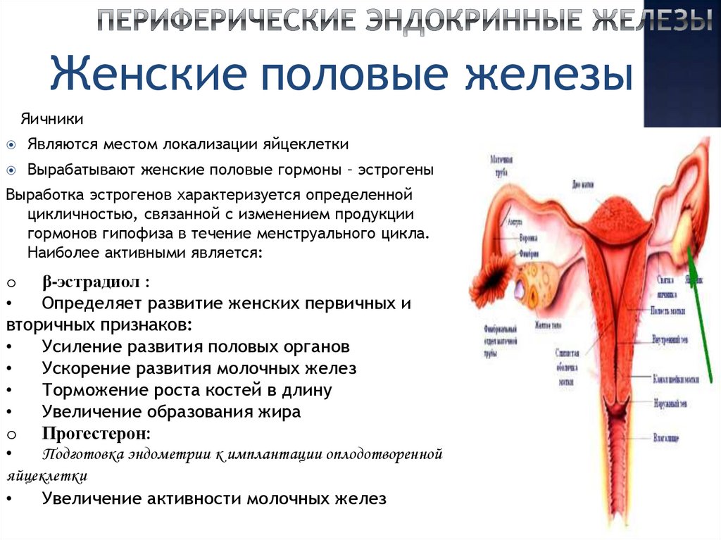 Женские и мужские половые железы