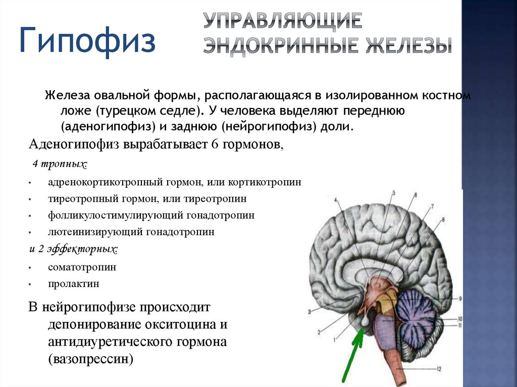 Гипофиза вазопрессин. Гипофиз это железа. Гипофиз головного мозга. Где располагается гипофиз.