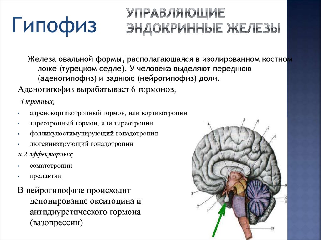 Что такое гипофиз головного мозга