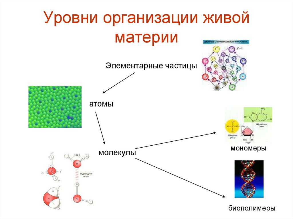 Отличие клетки от молекулы