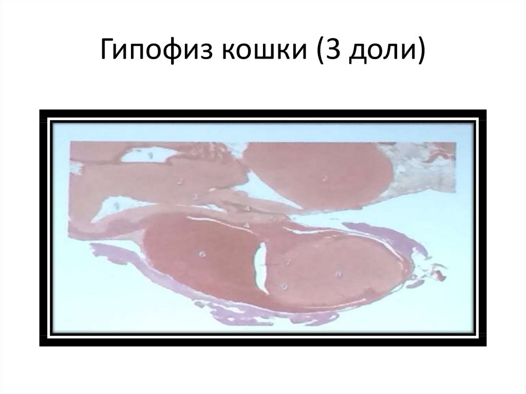 Гипофиз кошки (3 доли)