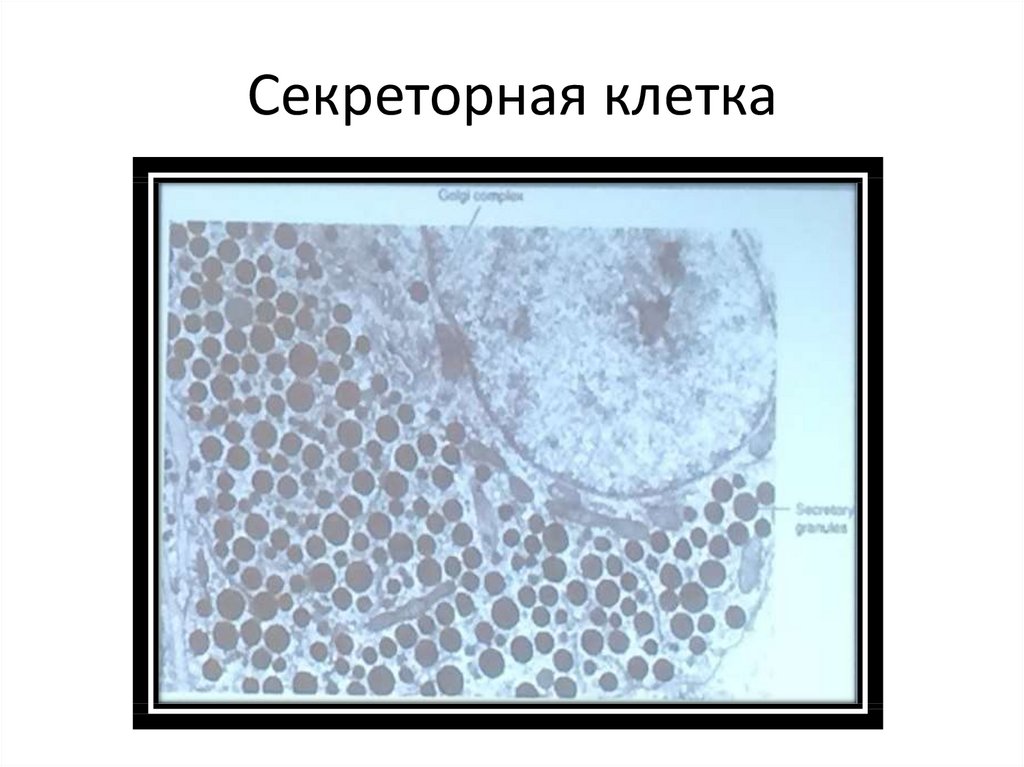 Секреторная клетка