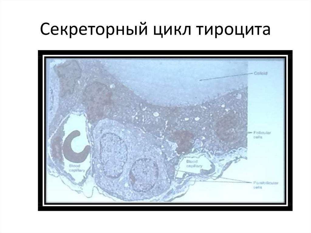 Секреторный цикл фолликулярного тироцита схема по гистологии