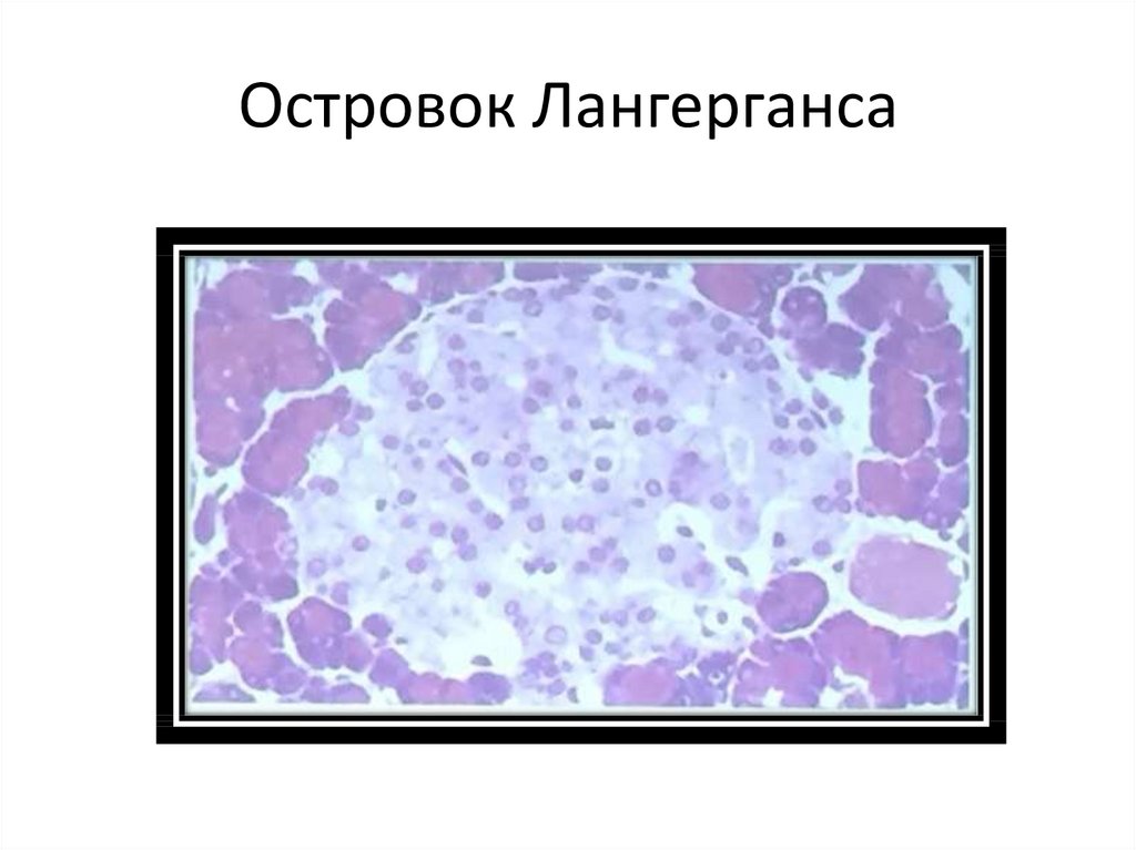 Островок Лангерганса