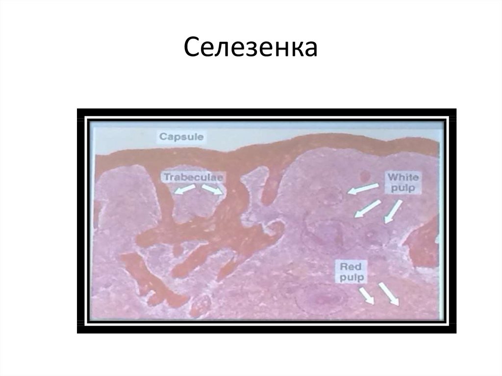 Селезенка