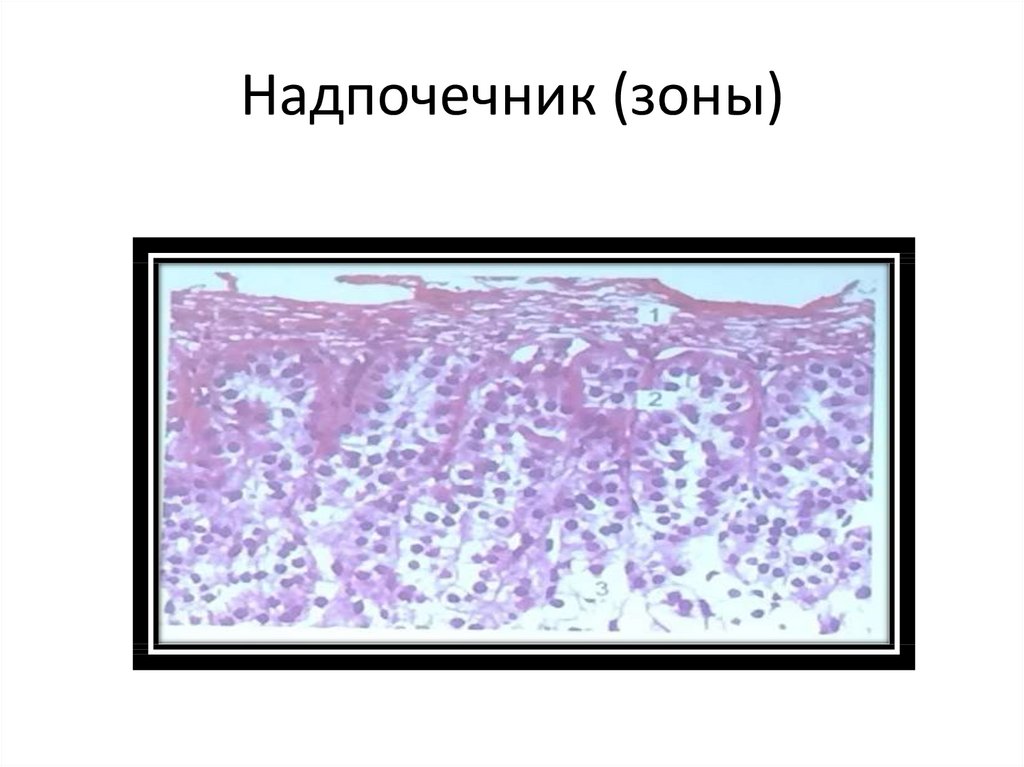 Надпочечник (зоны)