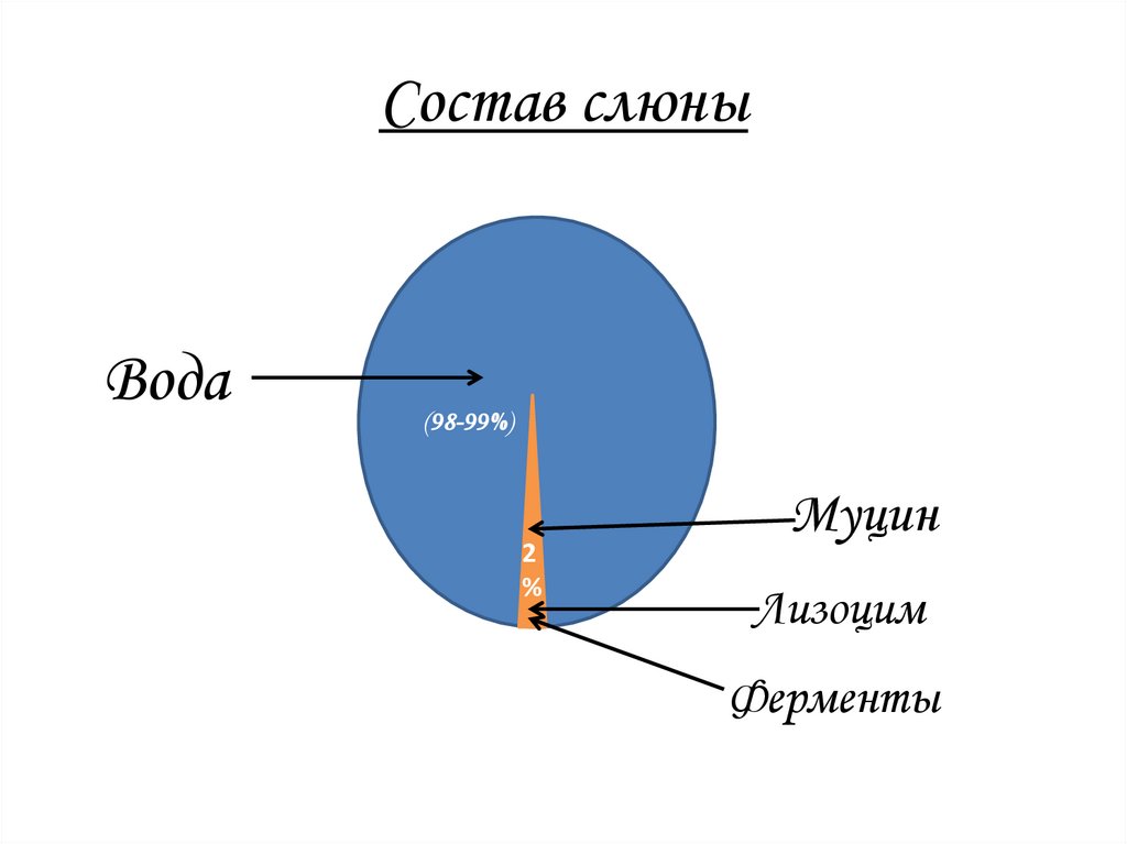 Строение слюны