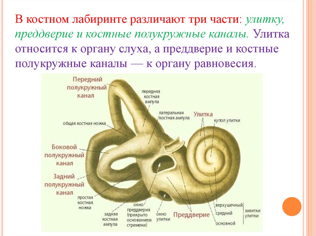 Внутреннее ухо равновесие. Костный Лабиринт полукружные каналы ножки. Внутреннее ухо костный Лабиринт. Орган равновесия вестибулярный аппарат Лабиринт. Орган равновесия полукружные каналы.