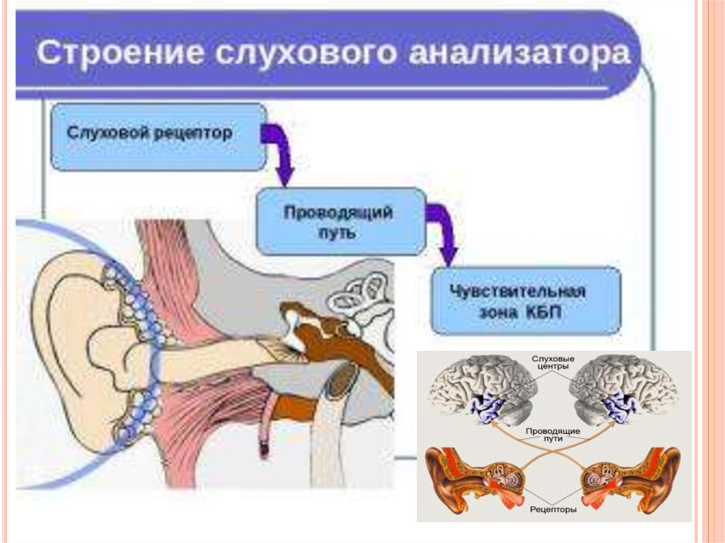 Какого строение слухового анализатора