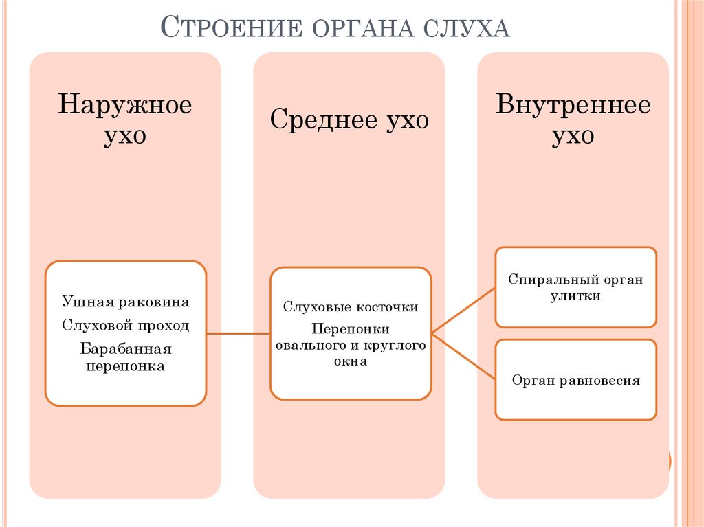 Строение уха таблица 8 класс