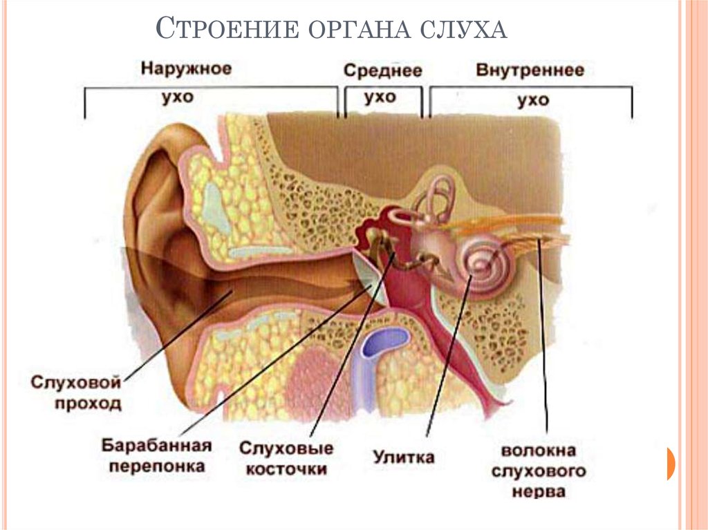 Презентация орган слуха и равновесия анатомия