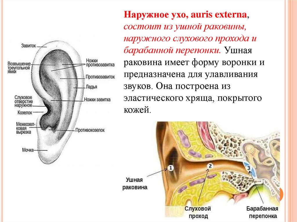 Устройство ушной раковины. Наружное ухо ушная раковина слуховой проход барабанная перепонка. Ушная раковина наружный слуховой проход барабанная перепонка. Наружное ухо наружный слуховой проход. Строение наружной слуховой раковины.