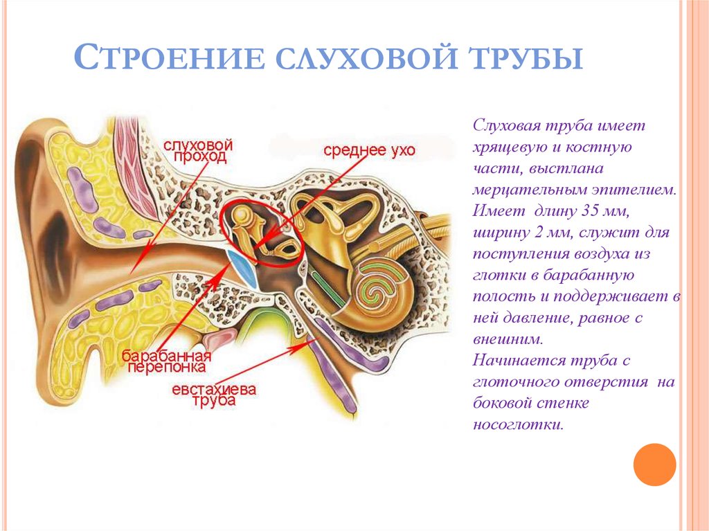 Имеется внутреннее ухо и среднее ухо. Анатомия уха евстахиева труба. Евстахиева (слуховая) труба анатомия. Строение уха евстахиева труба функции. Слуховая евстахиева труба строение.