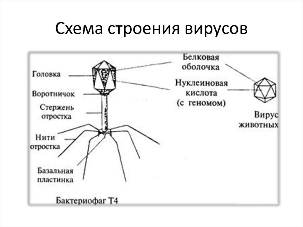 Схема строения вирусов