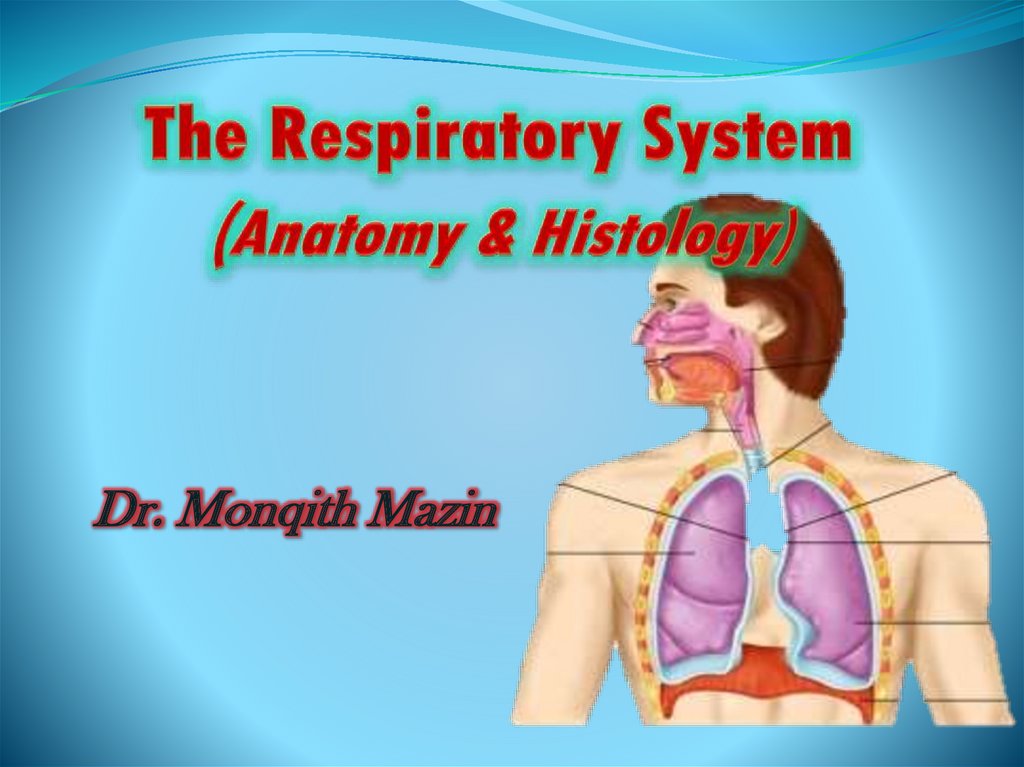 Respiratory system - online presentation