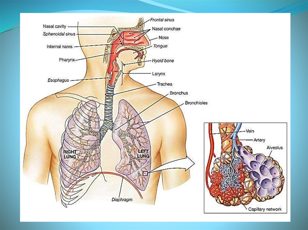 Respiratory system - презентация онлайн