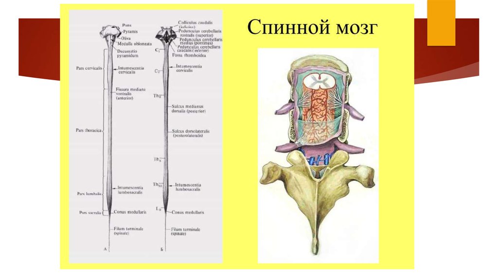 Биология мозга учебники. Спинной мозг анатомия. Строение спинного мозга ЕГЭ. Боковые столбы спинного мозга. Строение спинного мозга 8 класс.