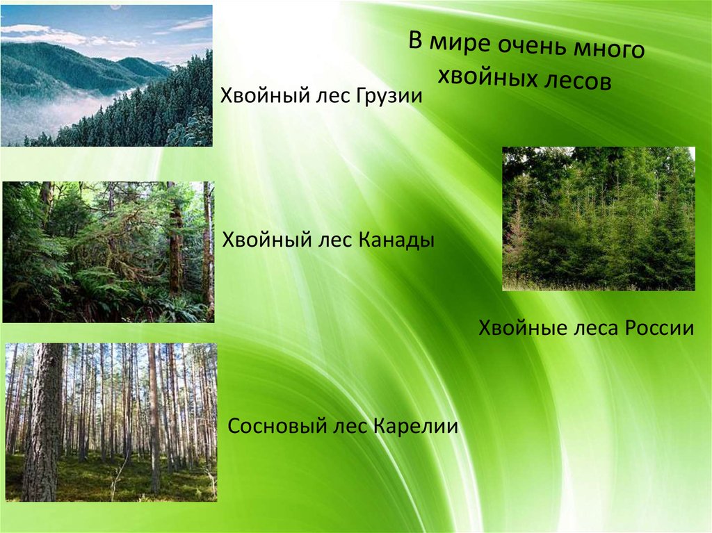 Какие виды лесов существуют. Название лесов. Хвойные леса презентация. Типы хвойных лесов. Хвойный лес России.