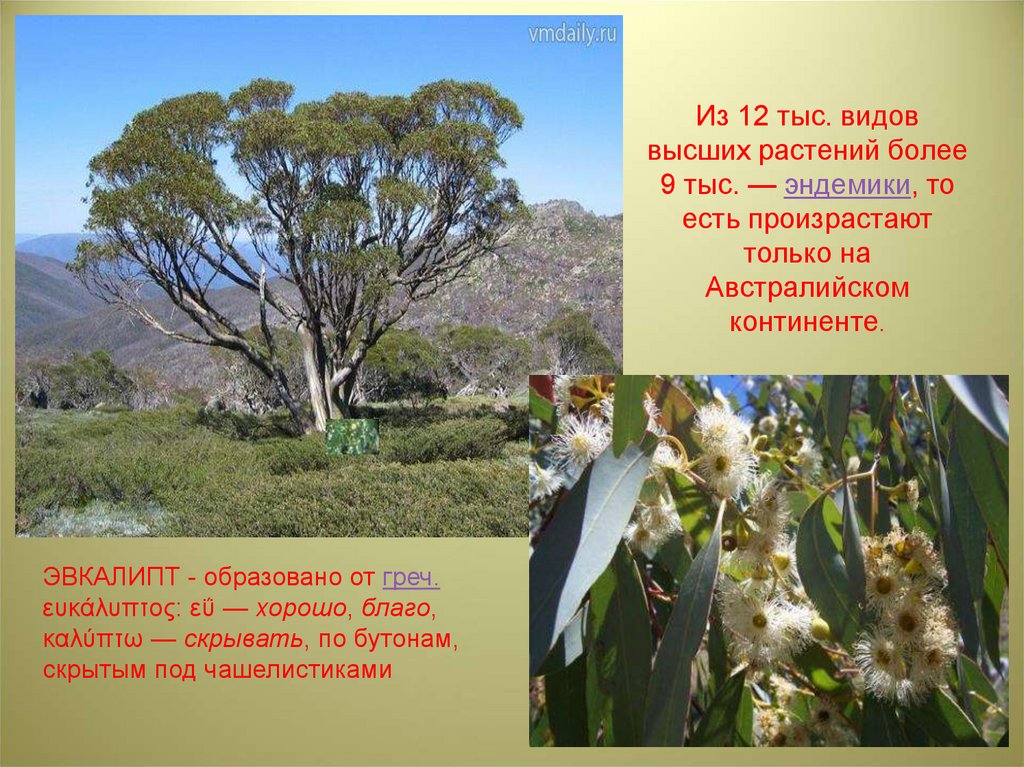Растения австралии презентация