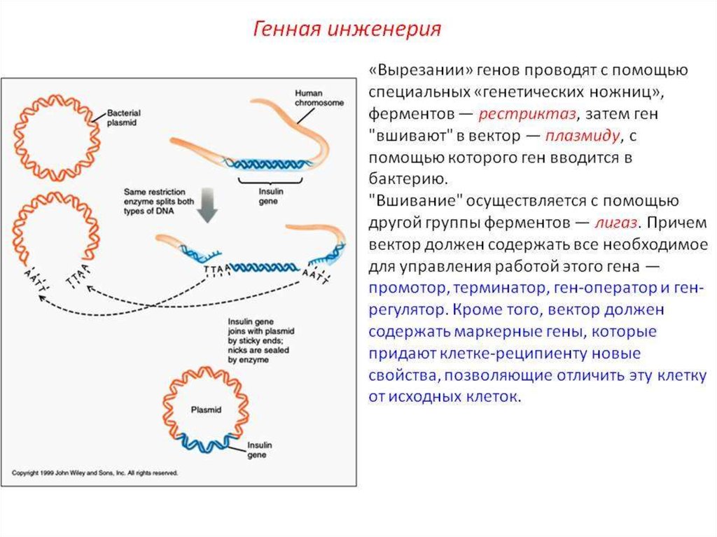 Генная инженерия схема