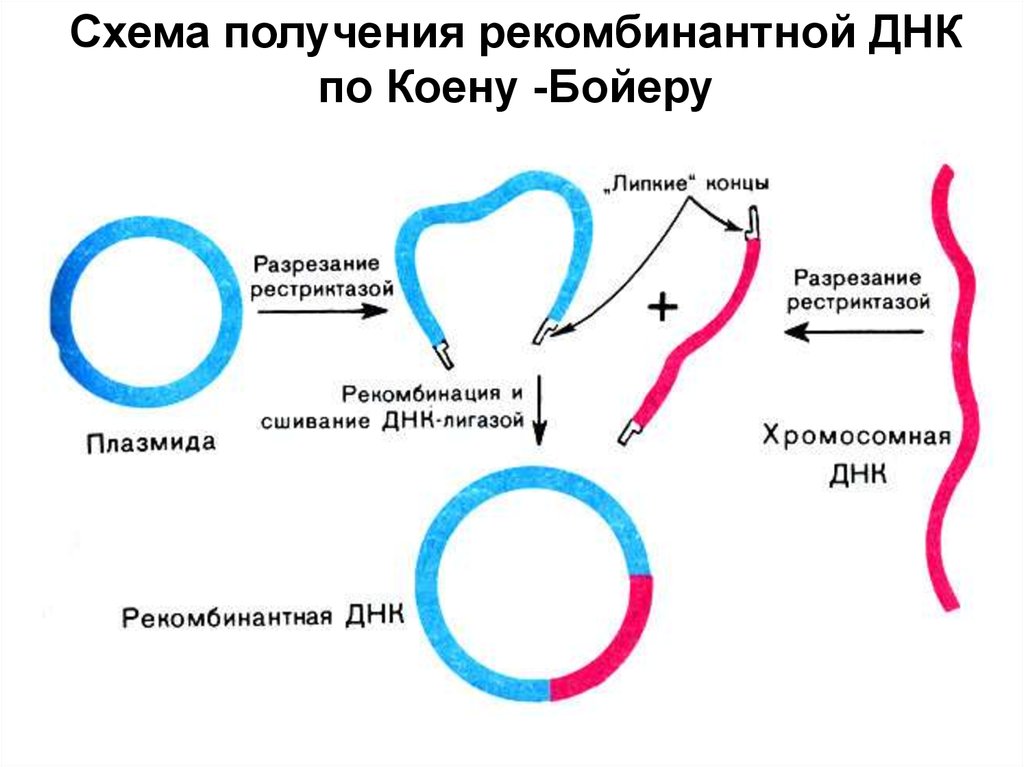 Схематическое изображение гена