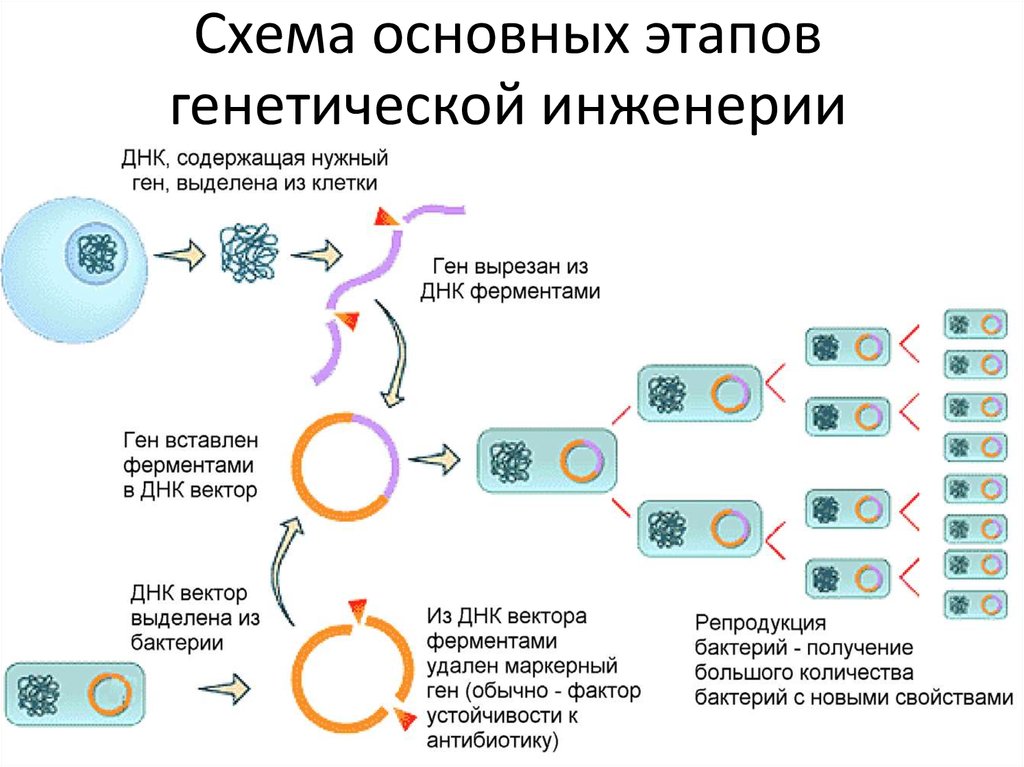Вирус бактерия или плазмида несущая встроенный фрагмент. Схема этапов генетической инженерии. Схема синтеза инсулина генная инженерия. Схема основных этапов генной инженерии. Схема получения инсулина генной инженерией.