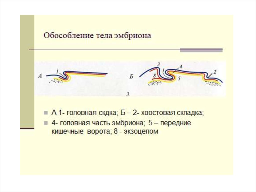 Развитие птиц презентация 1 класс чудинова