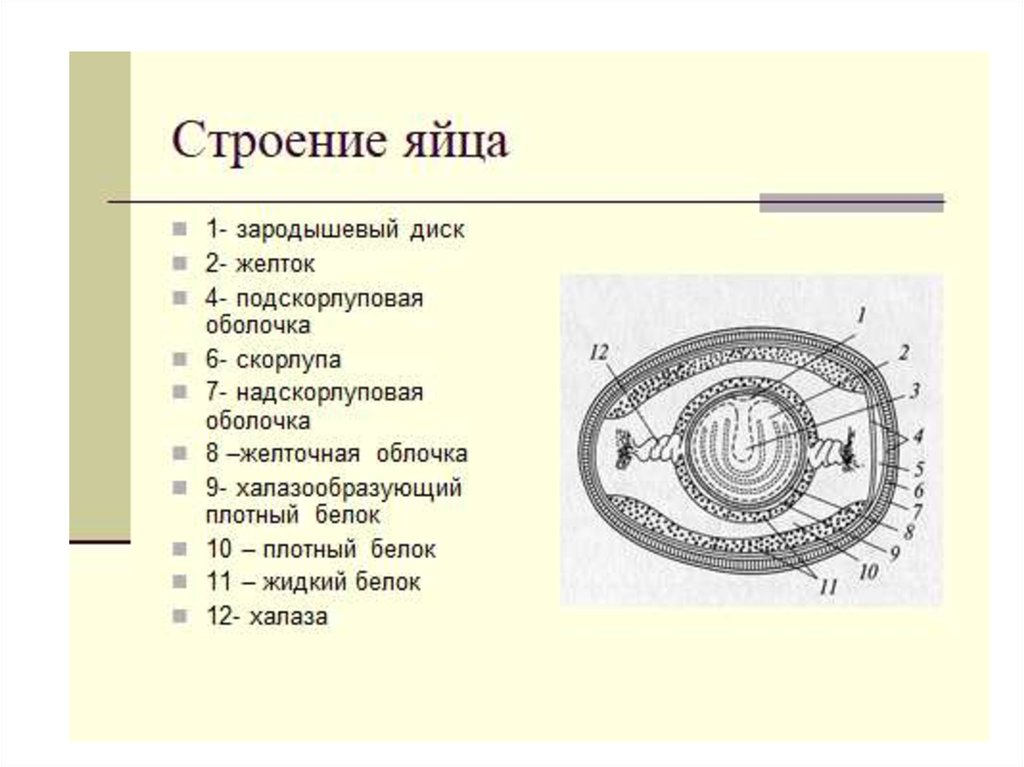 Развитие птиц презентация 1 класс чудинова