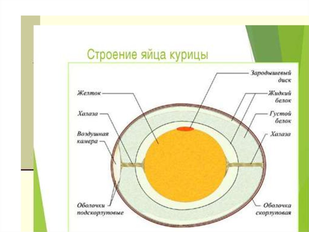 Из чего состоит воздушная камера. Внутреннее строение яйца курицы. Схема строения куриного яйца. Внутреннее строение яйца схема. Строение куриного яйца рисунок.