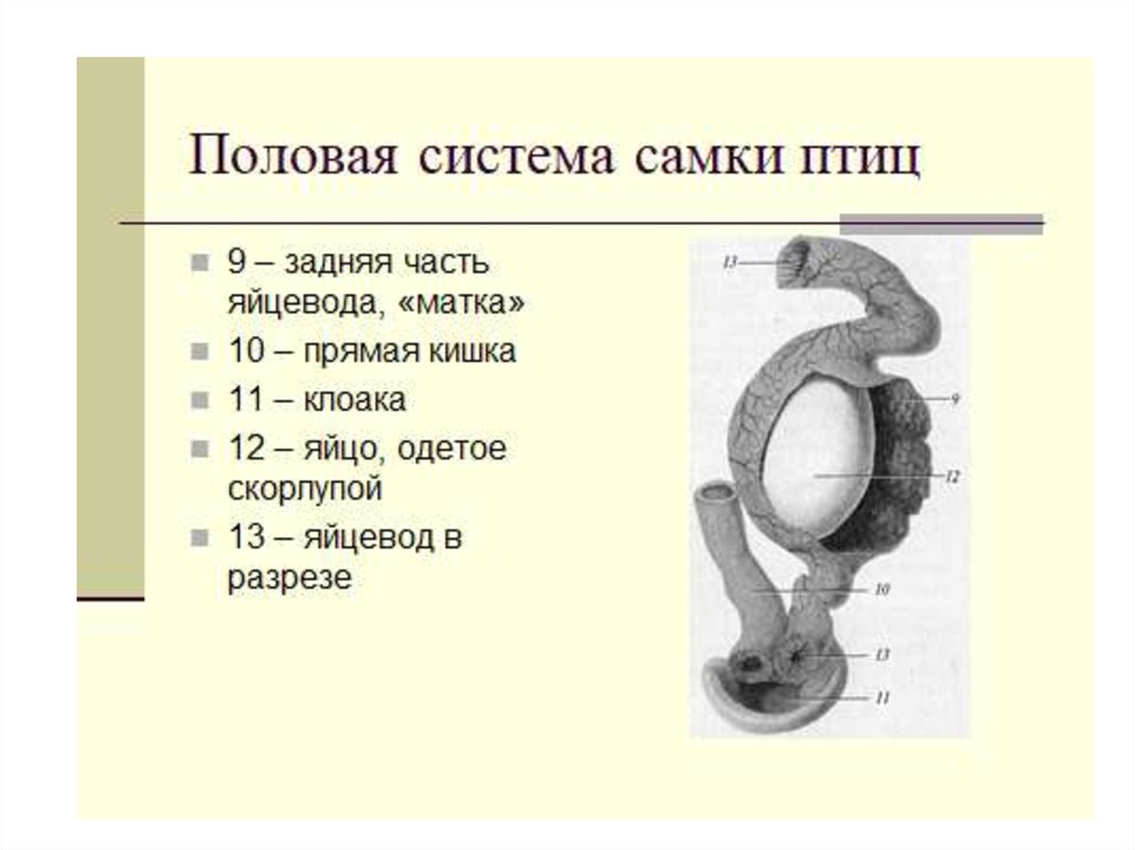 Развитие птиц презентация 1 класс чудинова