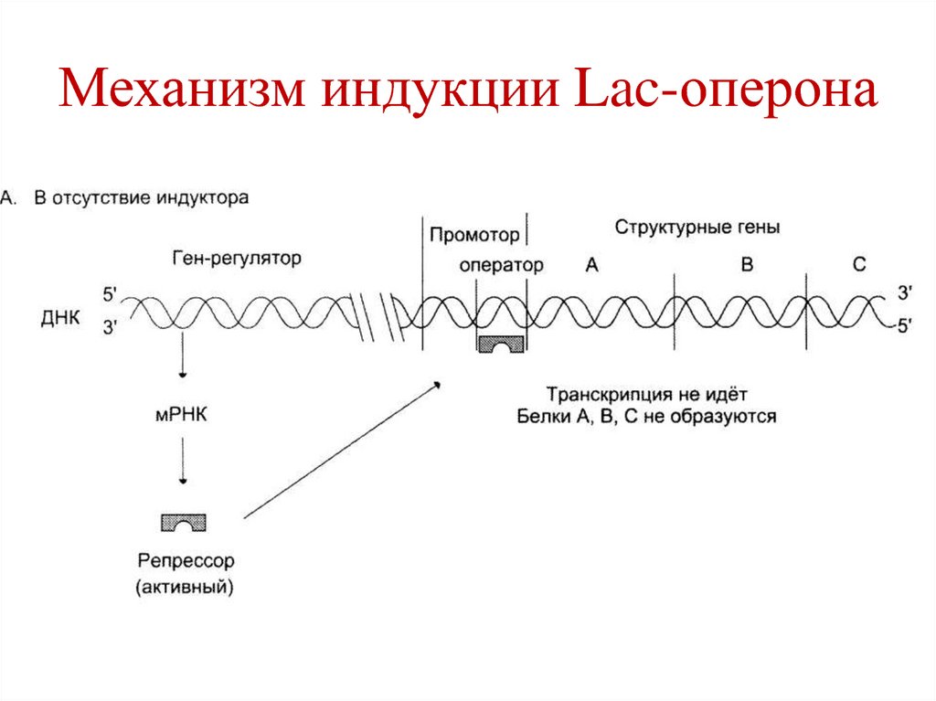 Синтез белка механизмы. Механизм индукции на примере Lac-оперона. Механизм индукции лактозного оперона. Индуктор лак оперона. Механизм индукции на примере лактозного оперона.