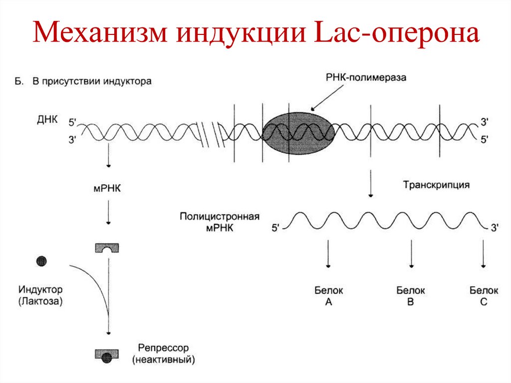 Механизм индукции Lac-оперона