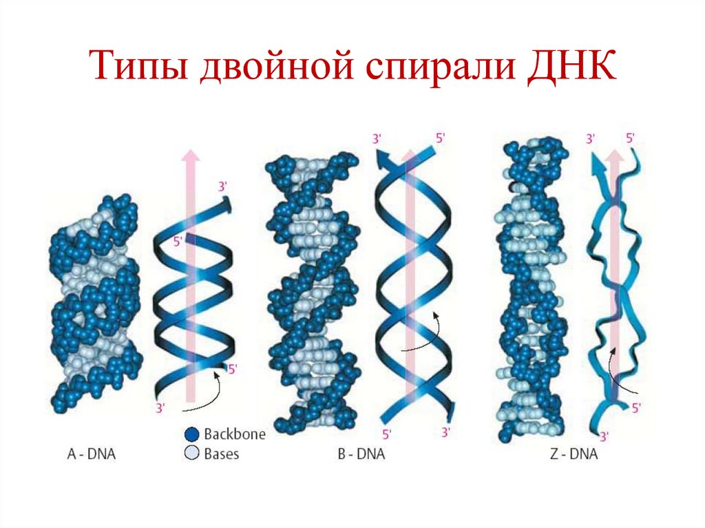 Типы двойной спирали ДНК