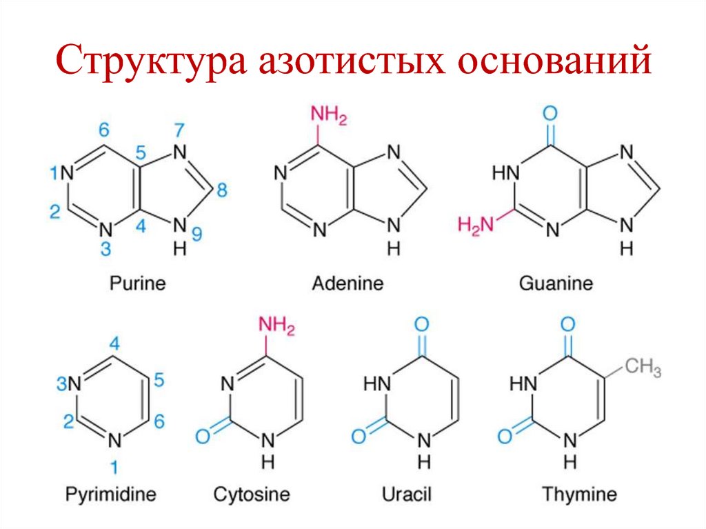 Соединение азотистых оснований. 5 Азотистых оснований формулы. Азотистое основание состав. Структура азотистых оснований. Неканонические азотистые основания.