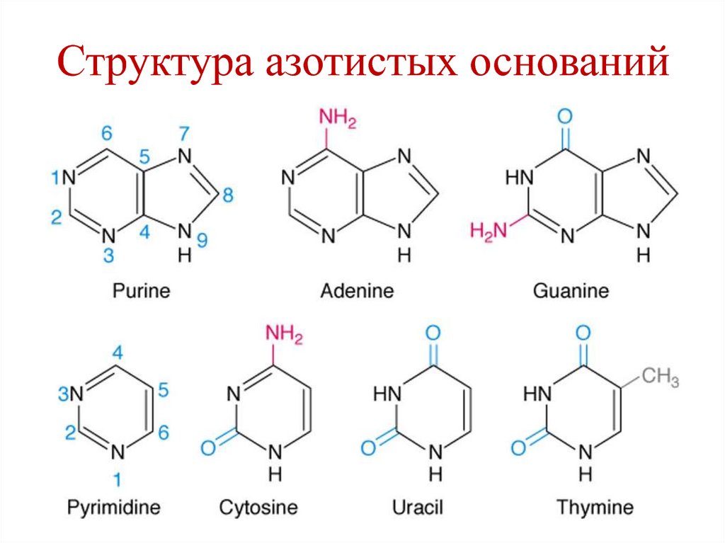 Соединение азотистых оснований