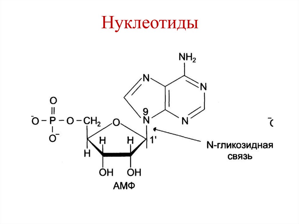 Нуклеиновые кислоты витамины. Схема строения нуклеотида. Общая структура нуклеотидов. Нуклеотид ДНК гликозидная связь. 16 Нуклеотидов.
