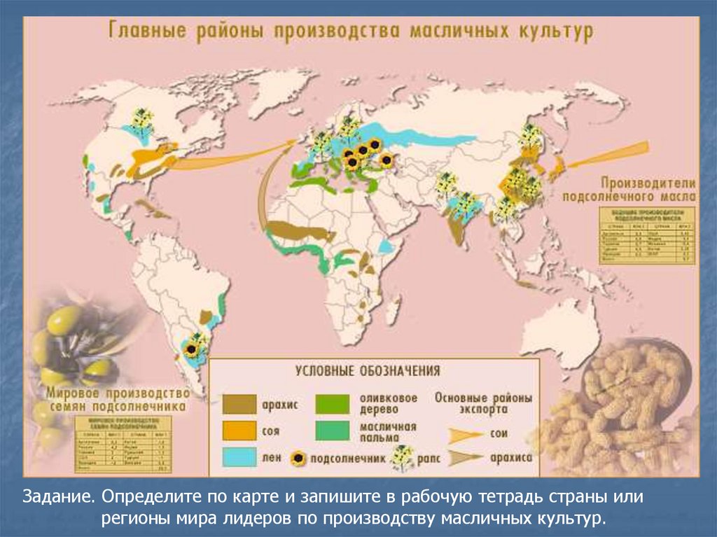 Страны выращивающие сахарный тростник. Районы распространения масличных культур. Страны Лидеры по выращиванию масличных культур. География масличных культур.