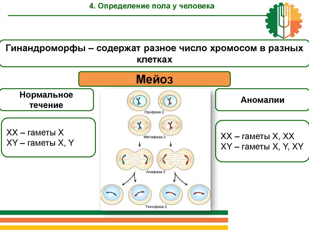 Генетика пола и наследование