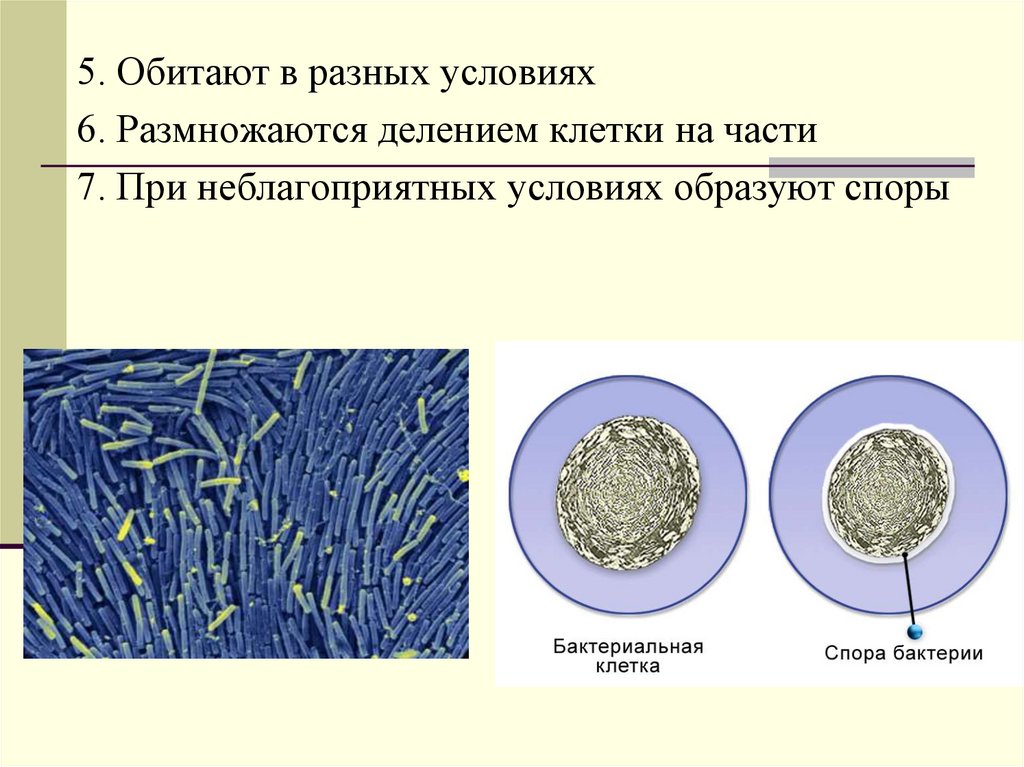 Каким делением образуются споры. При неблагоприятных условиях бактерии образуют споры. При неблагоприятных условиях бактерии размножаются. При неблагоприятных условиях образуют споры. Размножение бактерий в неблагоприятных условиях.