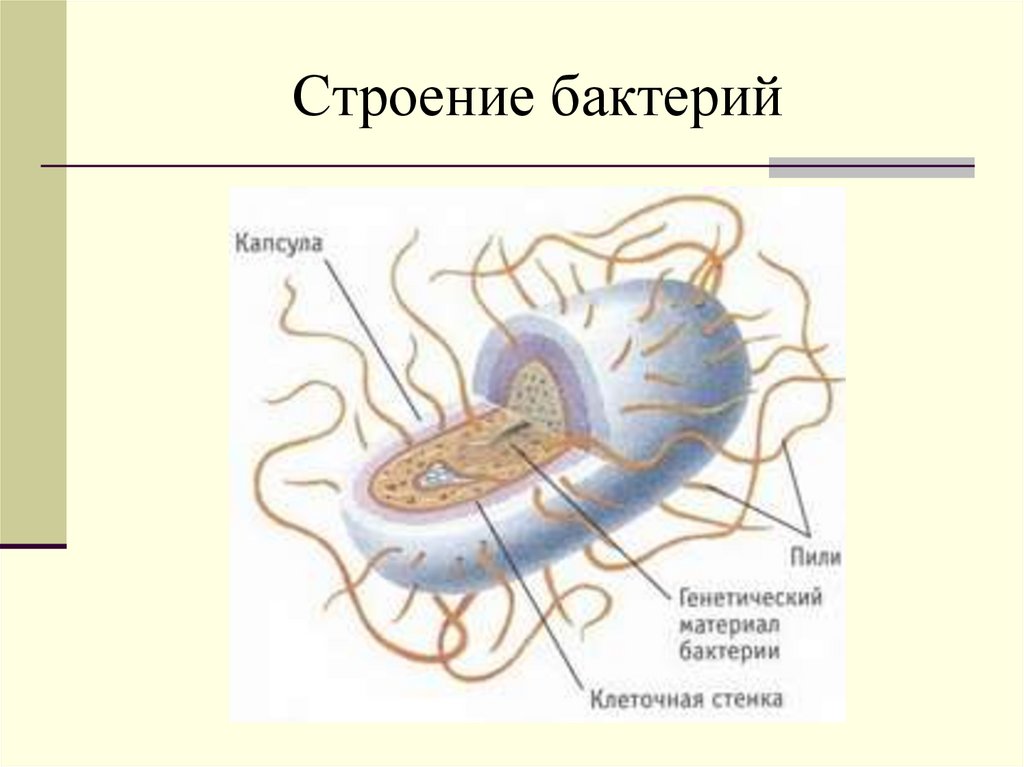 Рисунок бактерии 5 класс