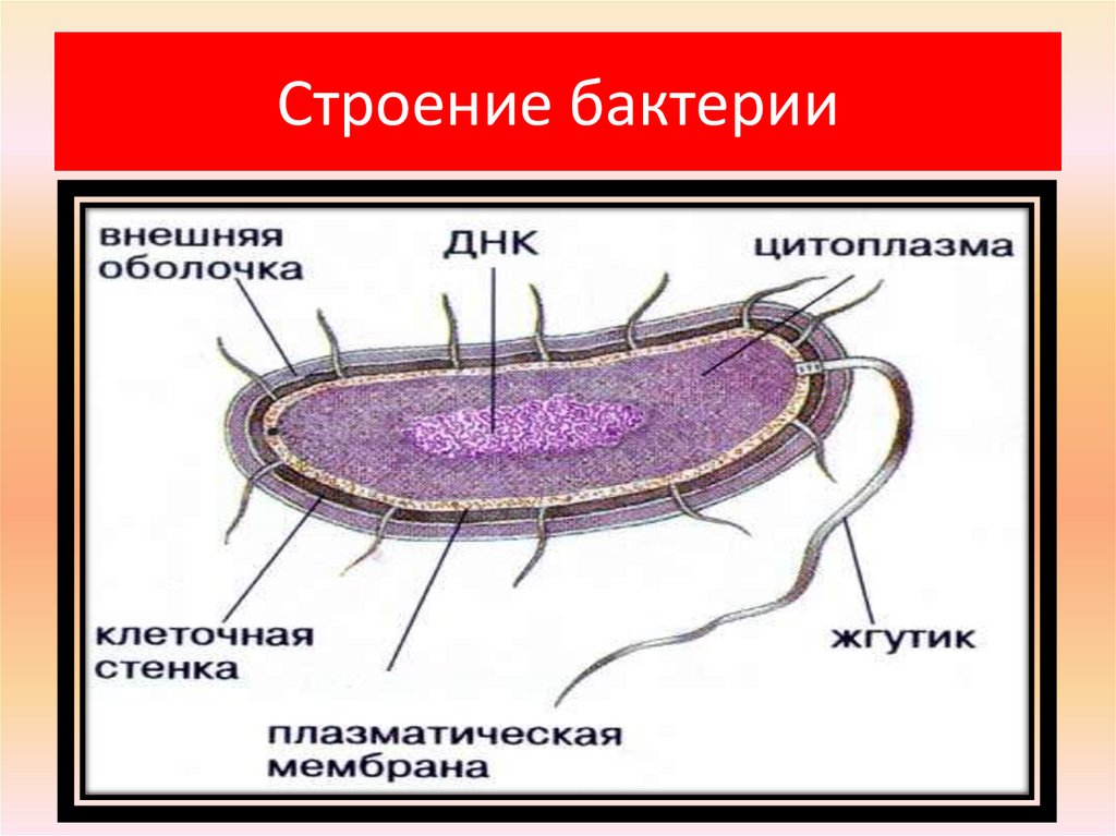 Строение бактерии 5 класс